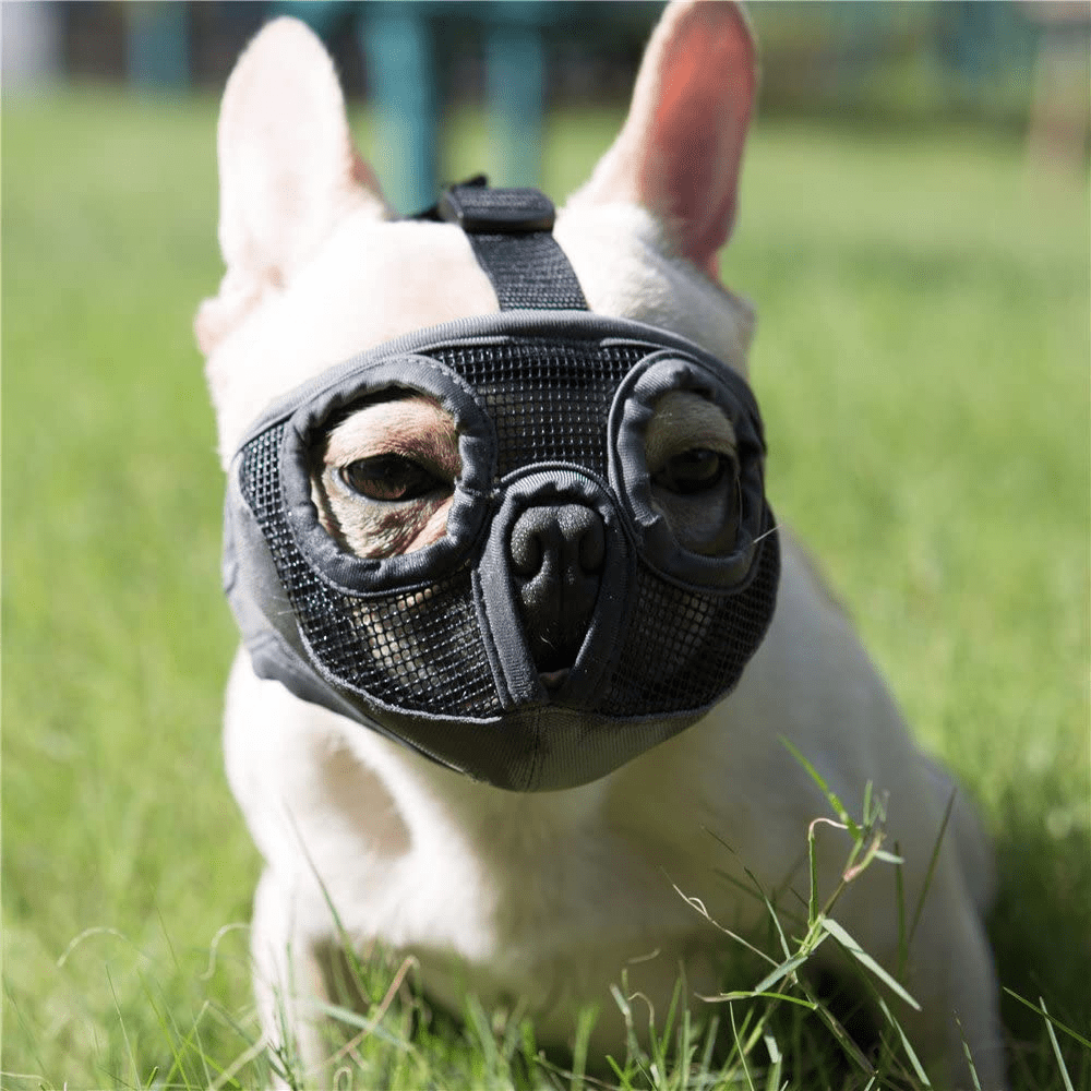 Unbiased Best Dog Muzzle Reviews Which One is the Best for Your Pooch?