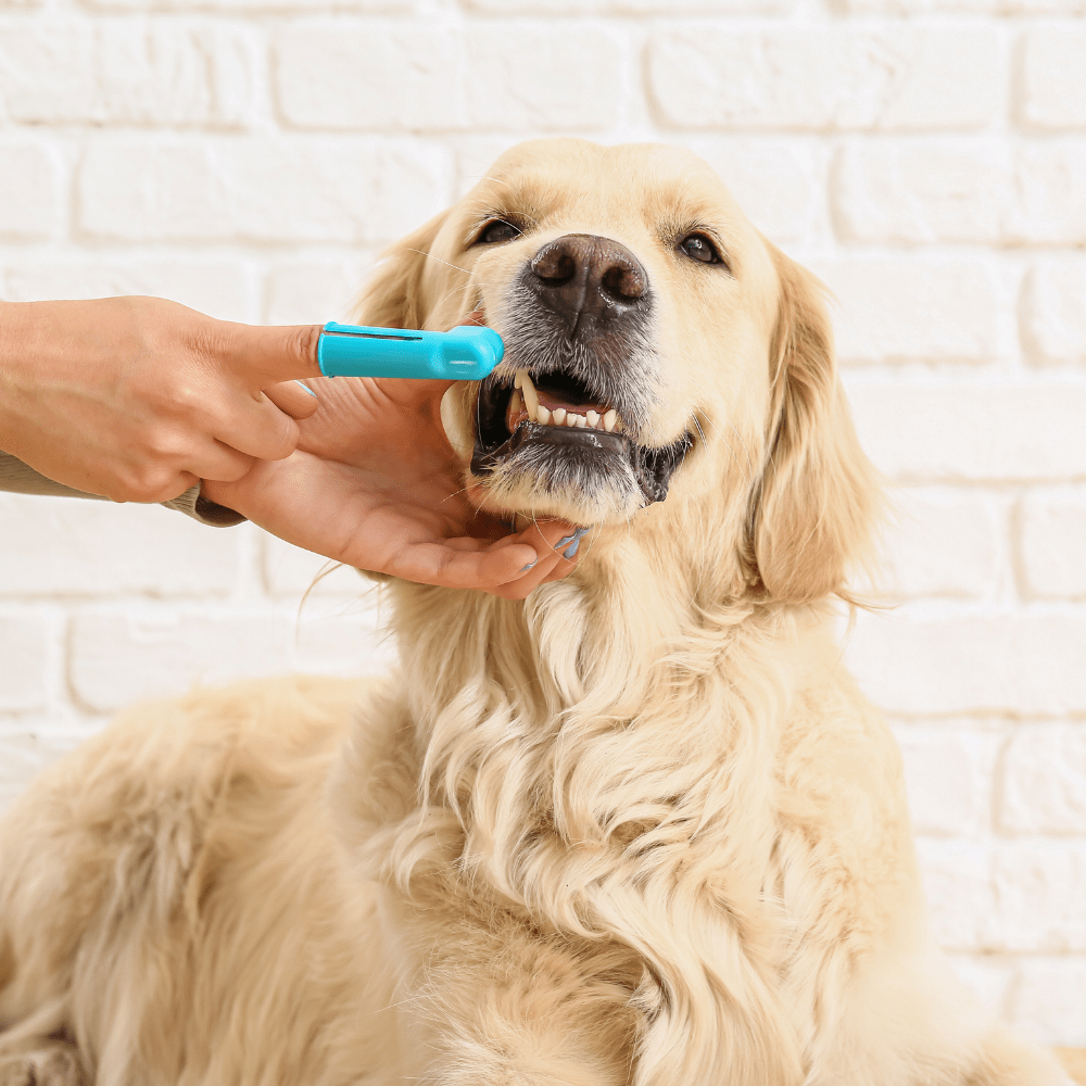 The 3 BEST Dog Breath Fresheners On The Market!