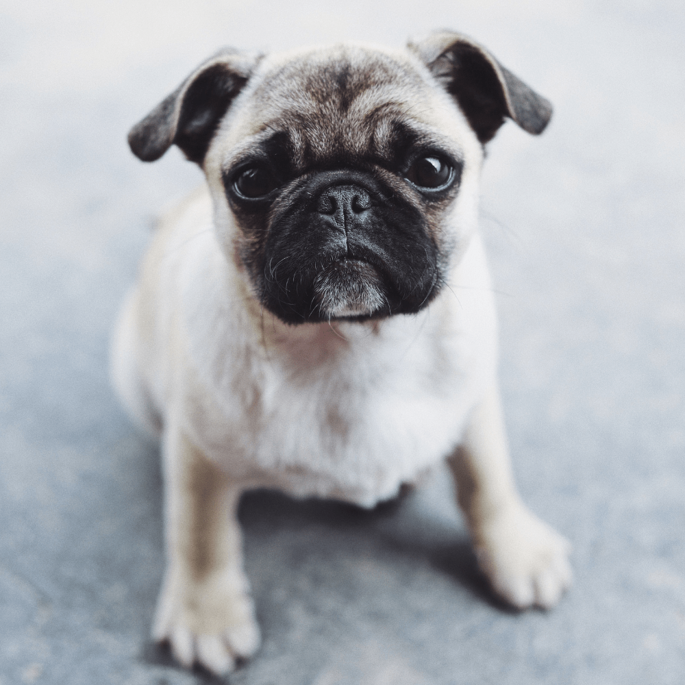 The 3 Best Dog Food For Pugs - Pug Approved