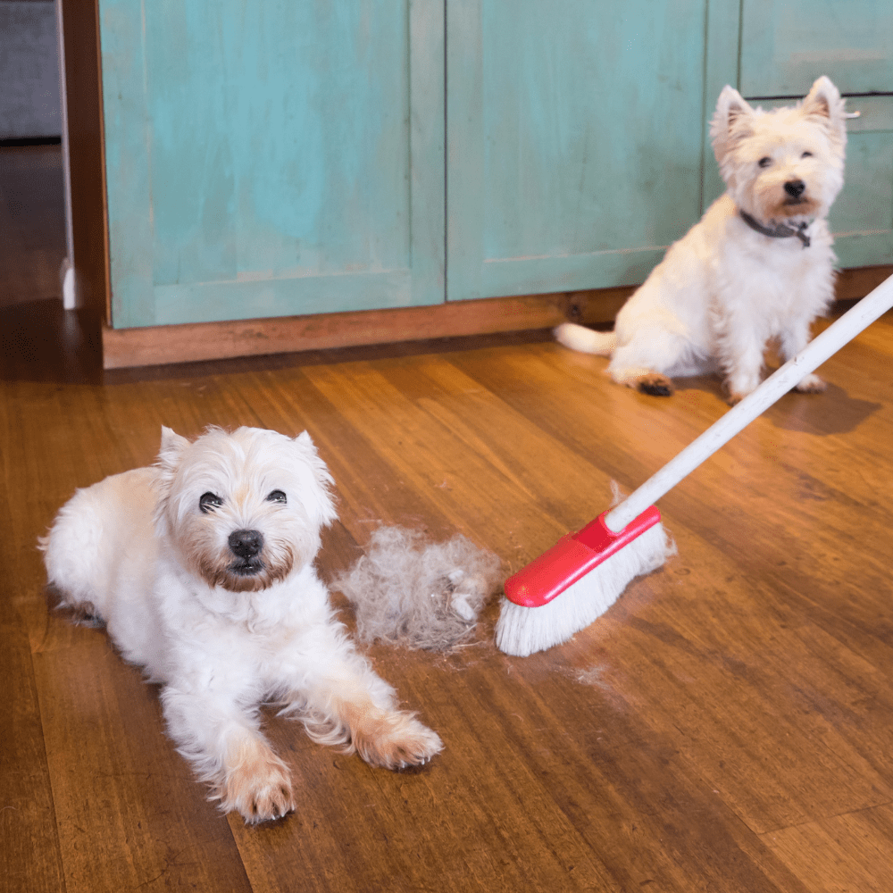 Best Broom for Dog Hair Sweep Those Hairs Away