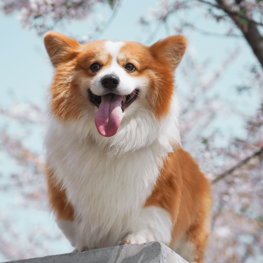 Best Food for Corgis: A Comprehensive Guide to Nutrition and Feeding