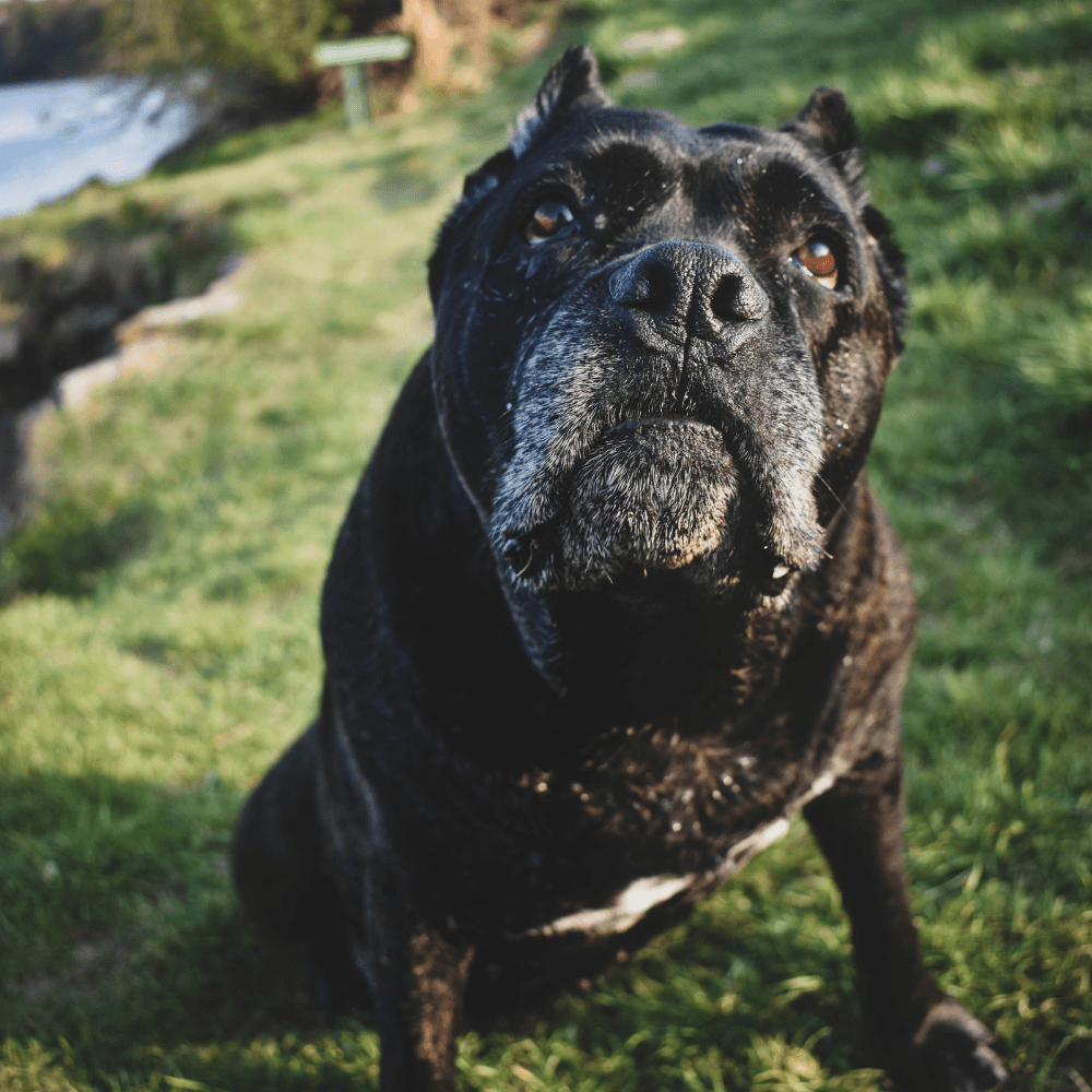 3 Best Dog Foods for Cane Corsos Pet Owners Should Feed