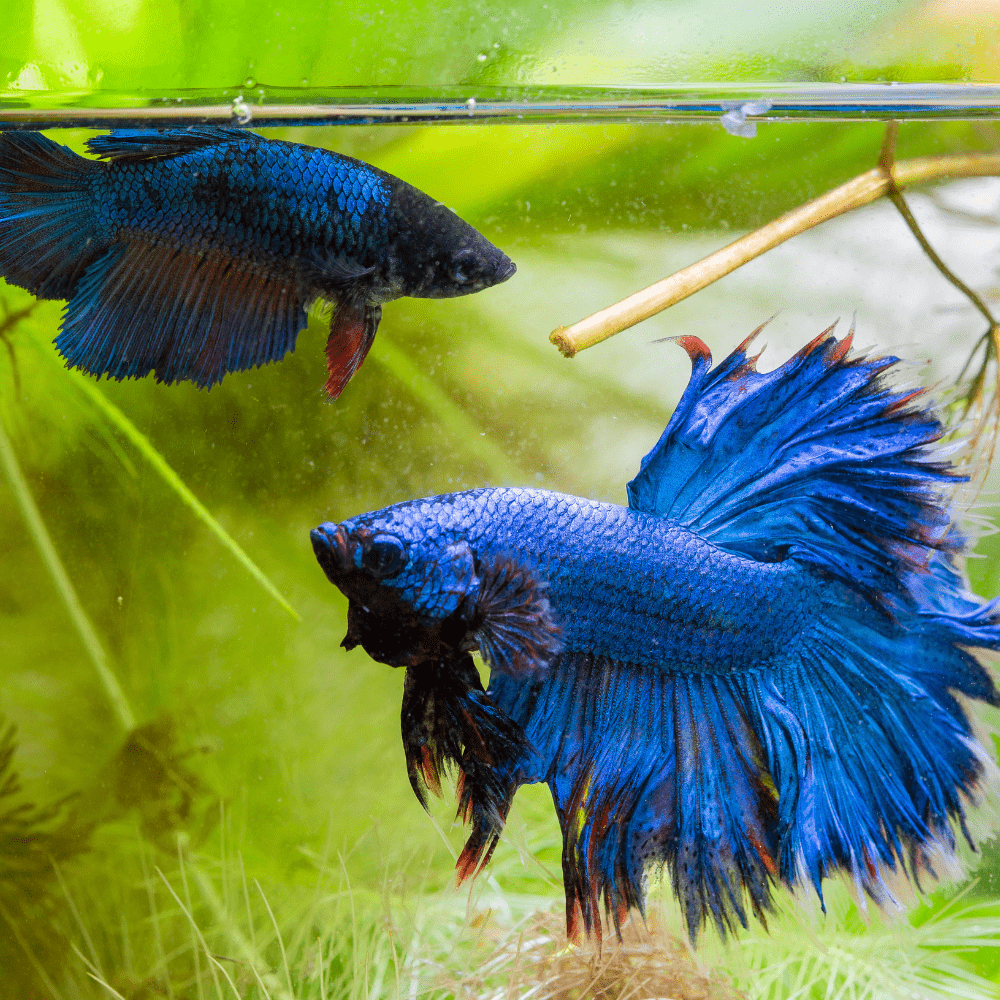 Best Tank for Betta Fish Betta Homes Worth Buying