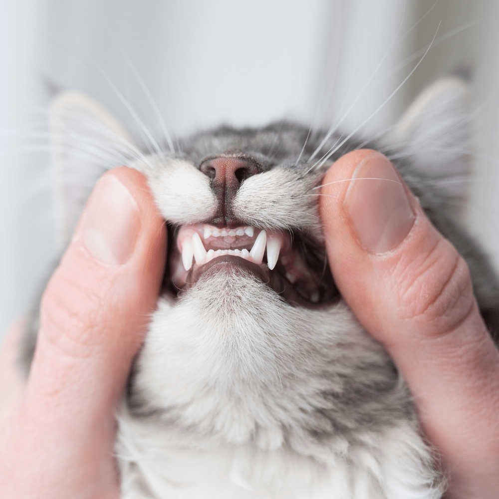 pet's teeth