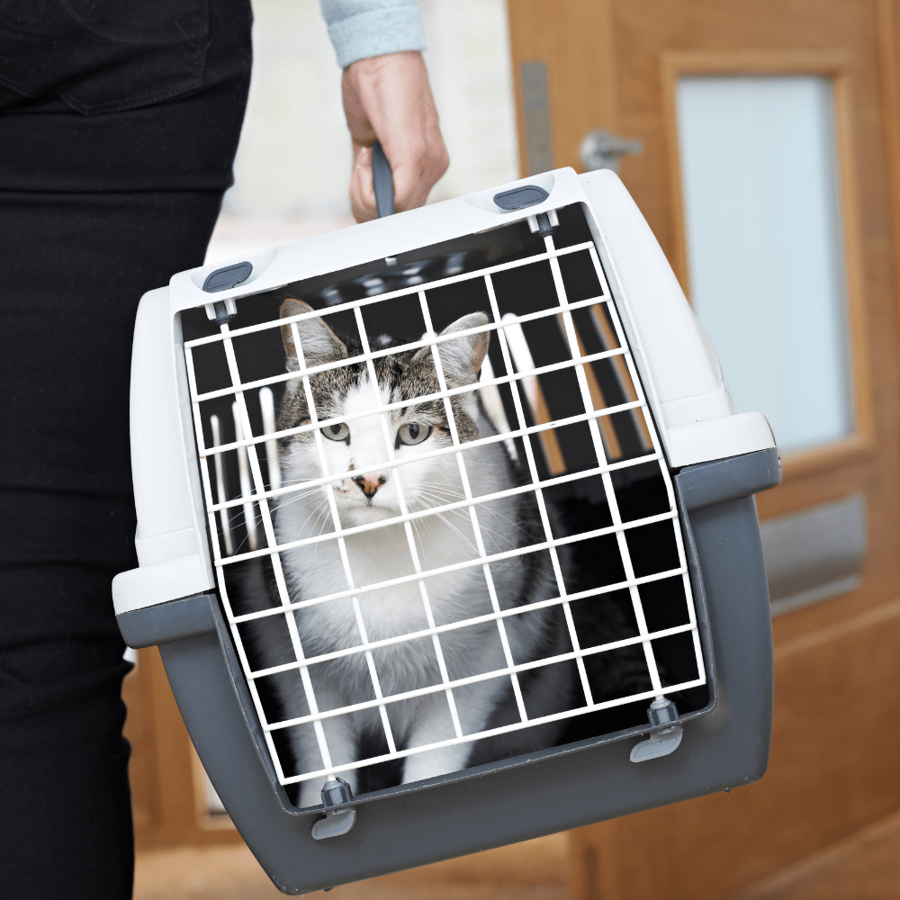 budget cat carrier