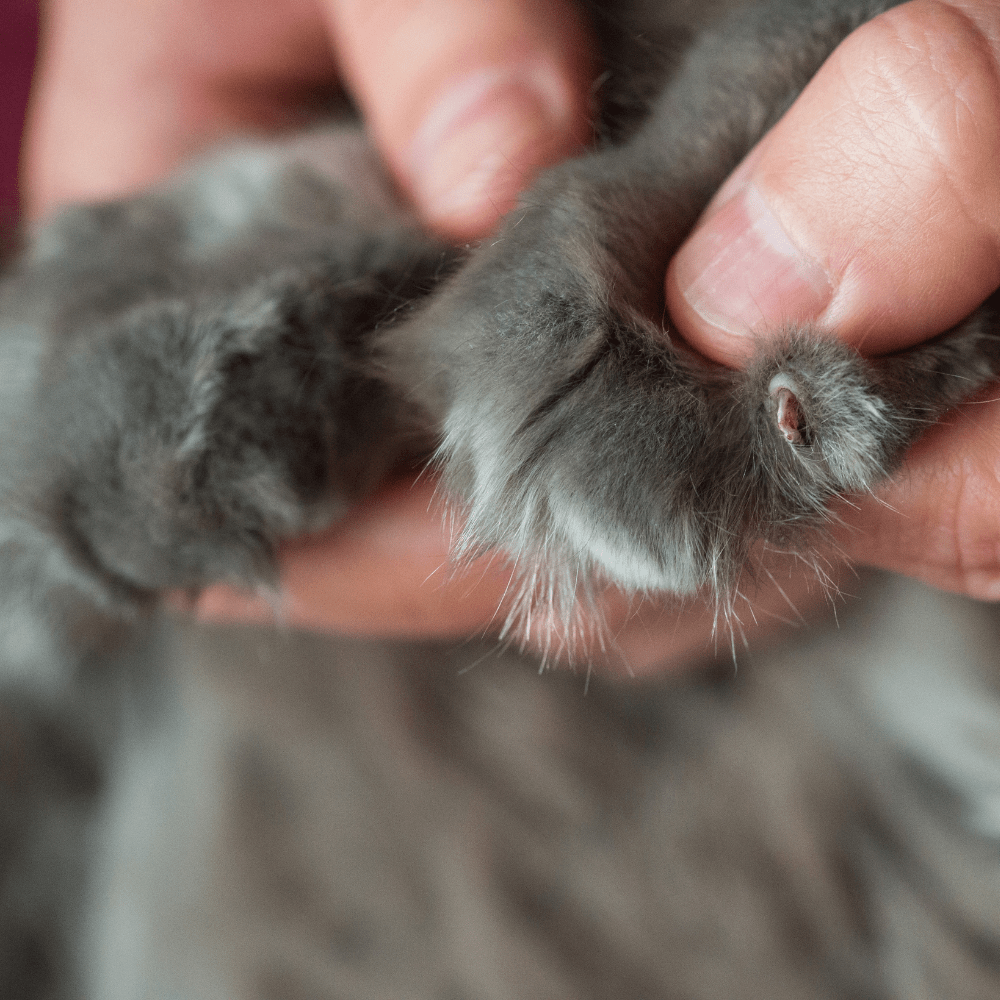 cat'c claws