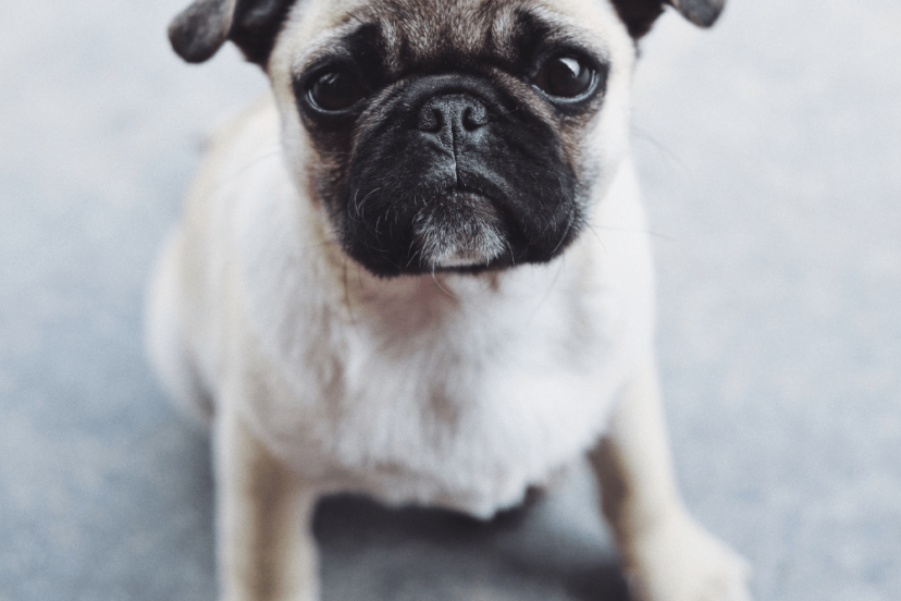 The 3 Best Dog Food For Pugs - Pug Approved - RobbysReviews