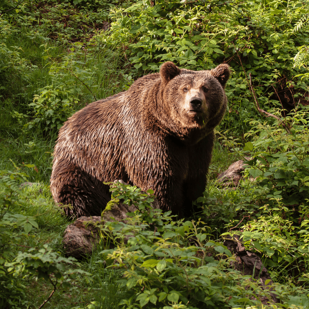 Best Bear Spray: Unbearable No MoreBest Bear Spray - RobbysReviews